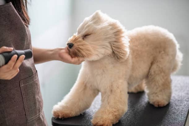 Grooming Services - Dog Blow Dry