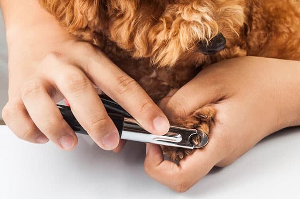 Grooming Services - Dog Nail Trimming