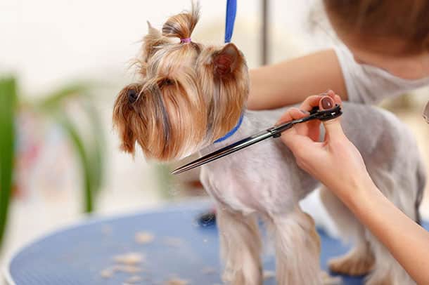 Grooming Services - Dog Clipping and Scissor-Cut